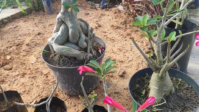 Review Adenium Obesum Dan Arabikum. #samarinda #tanamanhias #adenium смотреть онлайн