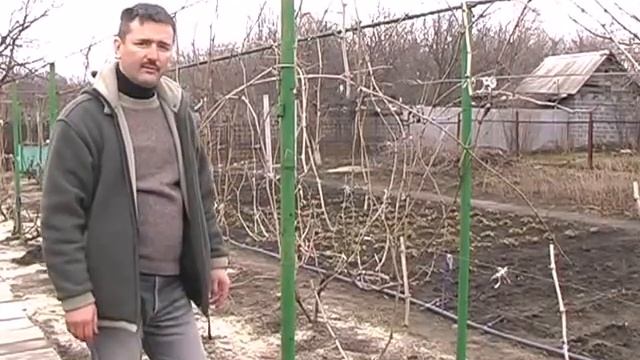 Обрезка виноградных кустов - веерная формировка смотреть онлайн