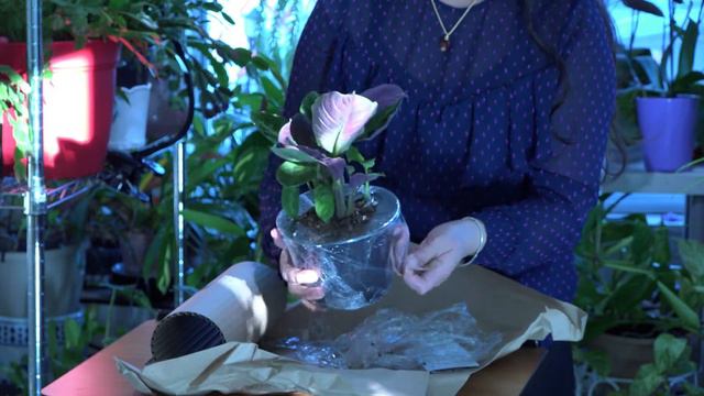 Compre calathea jungle velvet por internet. смотреть онлайн