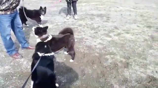 Карельская выставка охотничьих собак смотреть онлайн