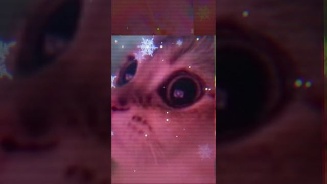 котик смотреть онлайн