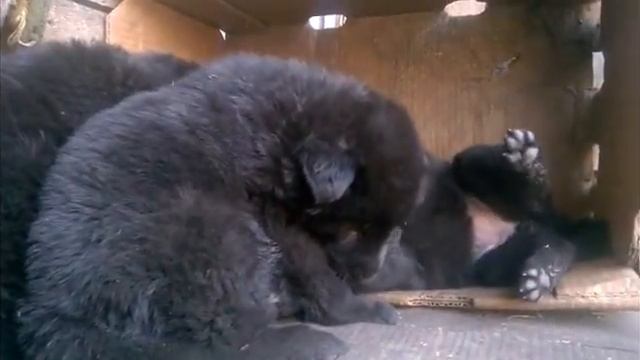 Щенки черной немецкой овчарки 1 месяц смотреть онлайн