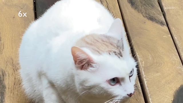 iPhone 11 Pro Zoom Test 0,5 Wide Angle Lens to 6x Digital + Optical смотреть онлайн