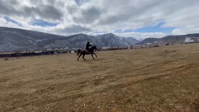 Скорость лошади смотреть онлайн