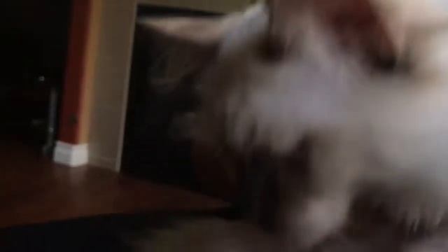 Ragdoll kitten - котенок - котище рэгдолл в 4 месяца - шоколадный оттенок - мальчик смотреть онлайн