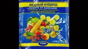 ЖЁЛТЫЕ  листья у КЛЕМАТИСА !!!  Что делать???  Устраняем причину и следствие .