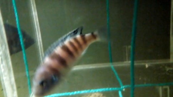 Яркий Ломбардо - #Metriaclima (#Pseudotropheus) #lombardoi