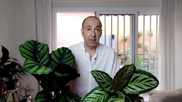 CALATHEA FASCIATA Y PEACOCK como cuidar смотреть онлайн