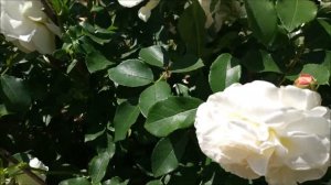 Мои розы в 2020 году  - 1