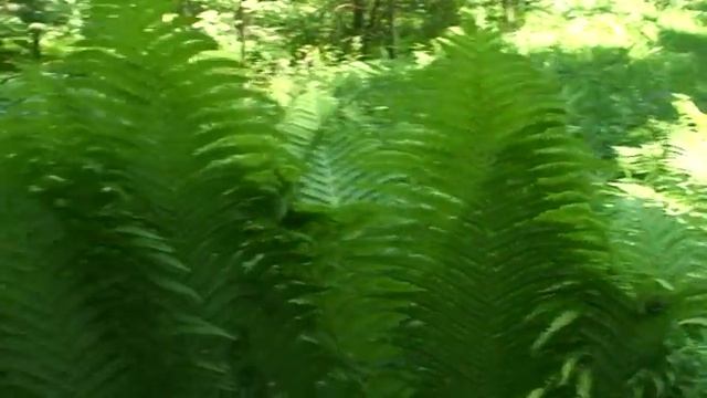 Когда зацветёт папоротник? смотреть онлайн