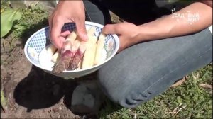 Как вырастить спаржу. Собираем урожай спаржи. Сайт "Садовый мир"