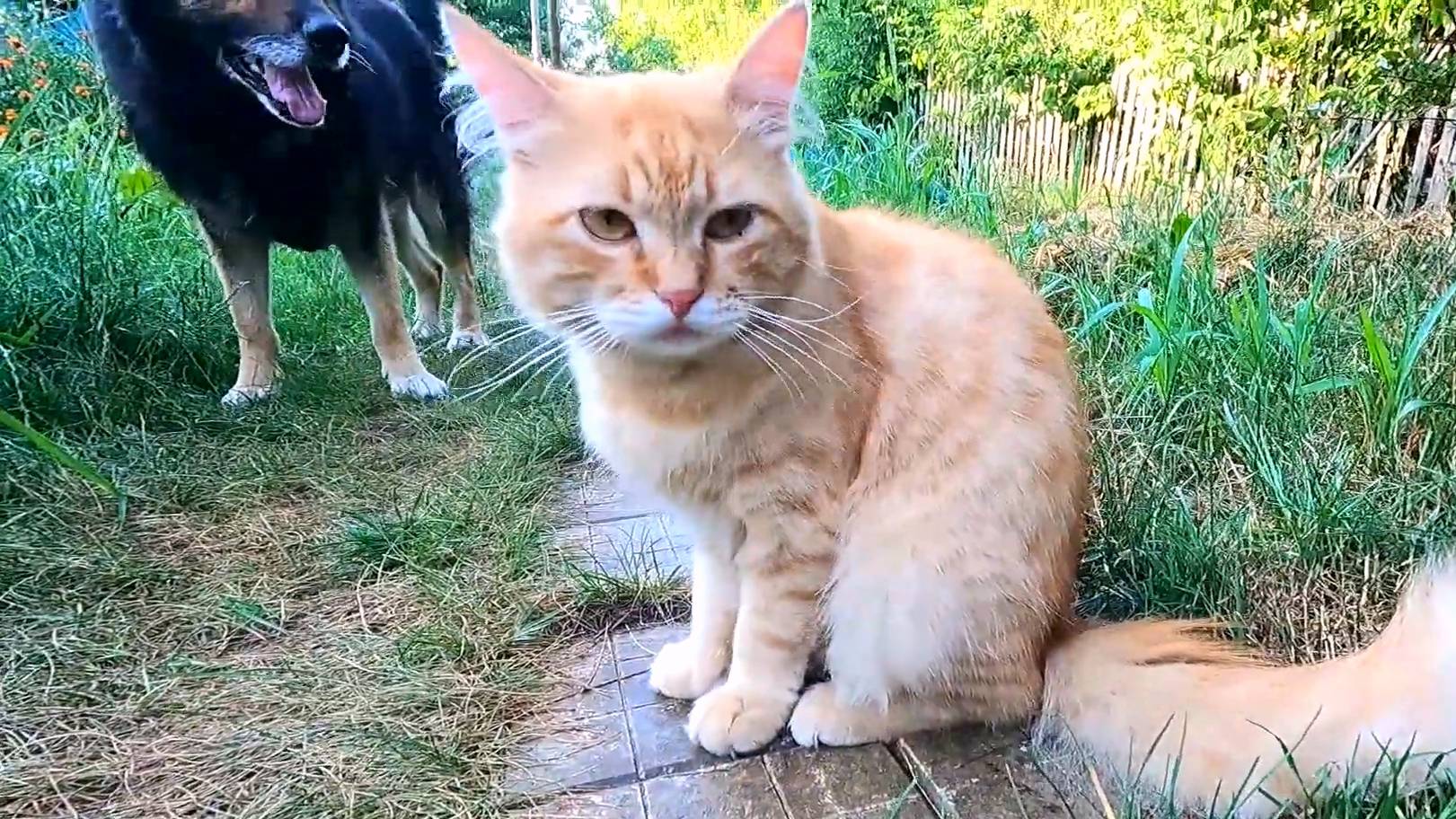 Славянск. 21 июля 2024г. Вечер. смотреть онлайн