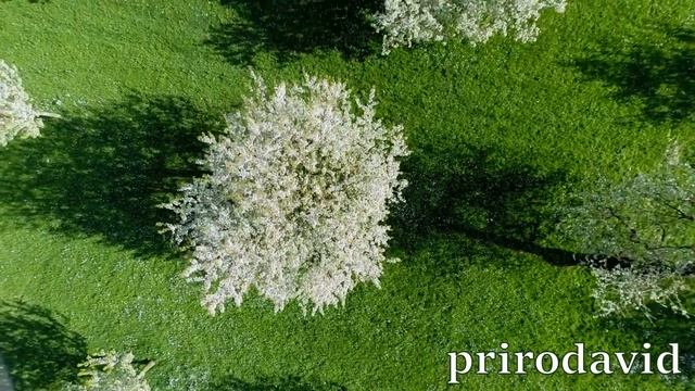 Прекрасные пейзажи № 2 Голубое небо осенний парк восход солнца над горами весна цветут деревья цвет смотреть онлайн