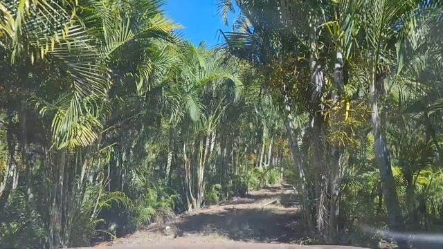 Finca de Semilla de Areca ( Dypsis Lutensces) смотреть онлайн