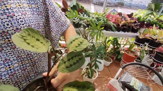 RIMBUN2 DAN SEHAT, CEK STOK TERBARU TANAMAN HIAS смотреть онлайн