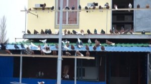 НИКОЛАЕВСКИЕ ГОЛУБИ ИЗ УКРАИНЫ В РОСТОВСКОЙ.об.