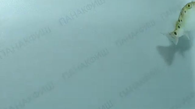 Аргус зелёный Шар восьмёрка Шар зелёный точечный смотреть онлайн