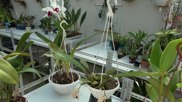 Цветение Лето 2021. Cattleya Kienastiana Cattleya Leopoldii  Cattleya Purpurata Encyclia Ambigua