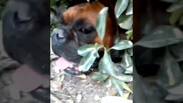 Смешная подборка ТОП 15 видео про собак боксер - Funny Boxer Dog Compilation NEW смотреть онлайн