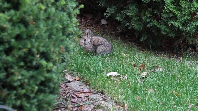 Test video Canon 7D смотреть онлайн