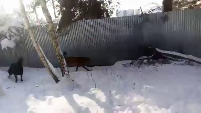 Где найдешь собаку лучше? Москва и мо