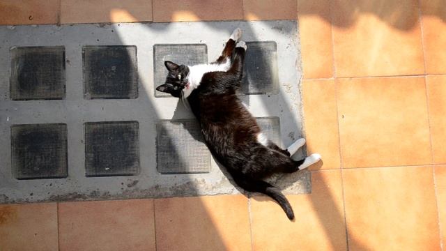 FullHD cat!! (nikon d3100 video) смотреть онлайн