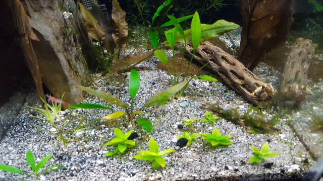 Crystal Red Shrimp Unboxing - Blue Bolt, Shadow Panda, Crystal Black / Red, Red Rili Time Lapse 🆒 смотреть онлайн