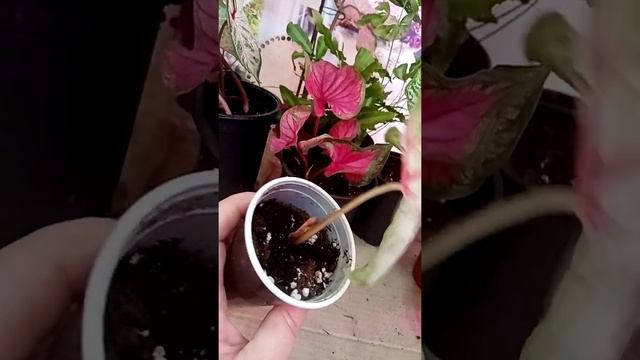 Мне пришла посылочка! смотреть онлайн