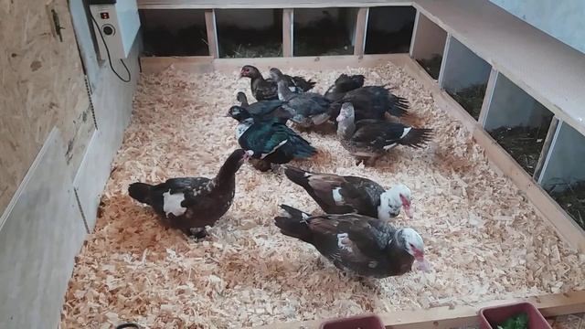 Заселение индоуток в новое помещение смотреть онлайн