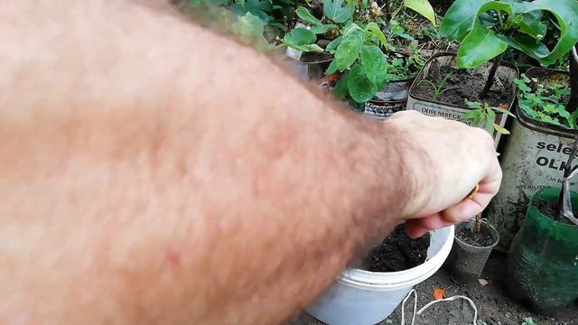 № 256 Как да си вкореним смокиня от резник? How to root a fig from a cutting? - 18.07.2020 г. смотреть онлайн