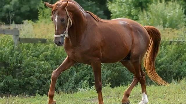 Ржание лошади. смотреть онлайн