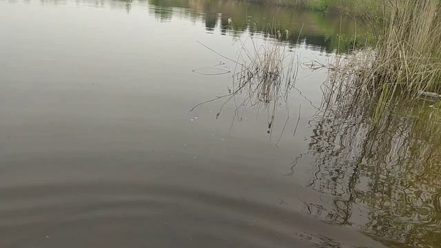 Лодочный мотор из гироскутера смотреть онлайн