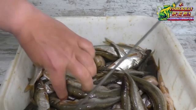 Ищите новый рецепт засолки корюшки? Попробуйте этот, вяленая корюшка, просто 10 из10, рекомендую. смотреть онлайн