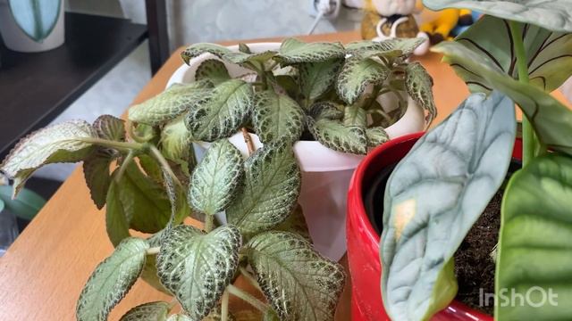 Нужен совет по уходу за Алоказией Silver Dragon 🙏 смотреть онлайн