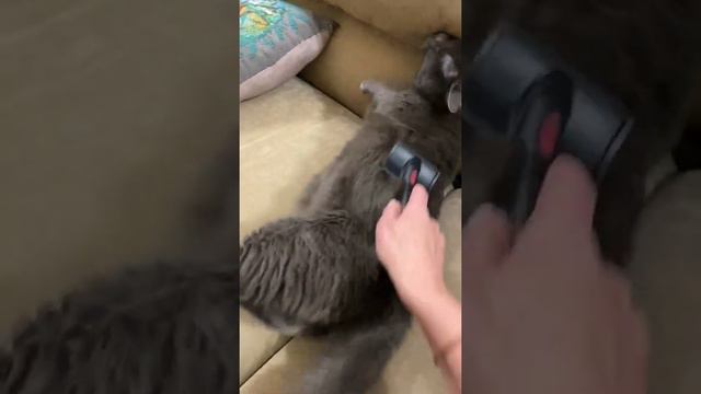 приветик из дома от кошечки Дымки Петербург приют смотреть онлайн