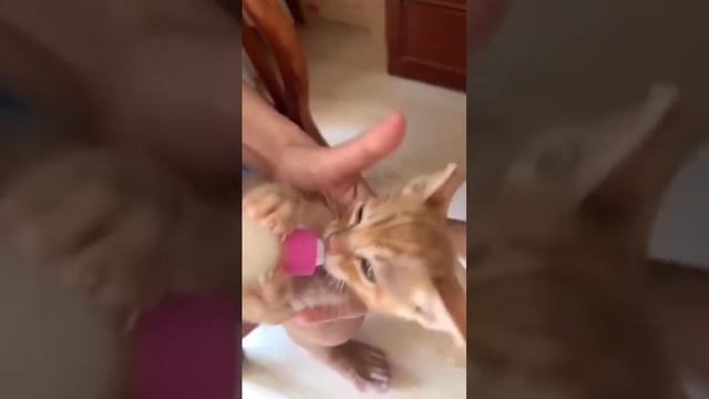ты не ты когда голоден смотреть онлайн