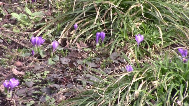 Пришла весна... Красивые ранние цветы... смотреть онлайн