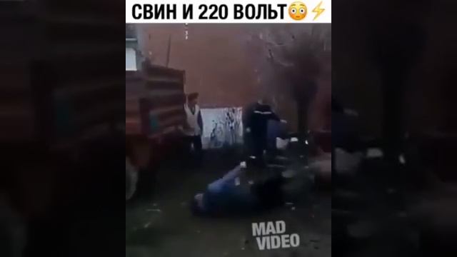 Свин и 220 волть смотреть онлайн