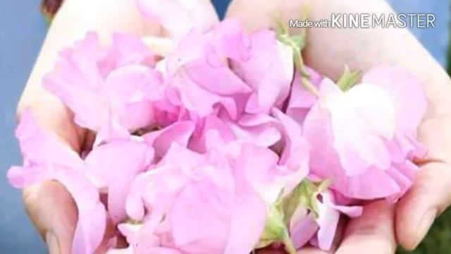 Pasarle смотреть онлайн