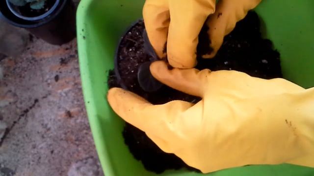 Пересадка глоксиний в свежий грунт. смотреть онлайн