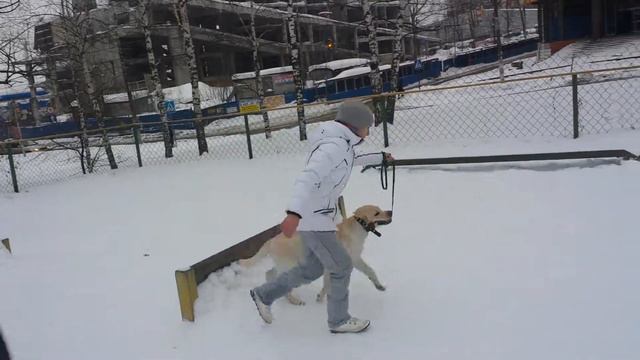 Дрессировка собак -Лабрадор Джек 5 мес смотреть онлайн