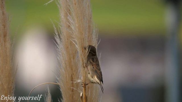 4K Beautiful Birds Singing - Soothing Music & Relaxing Bird Sounds For Sleep, Study, Work...