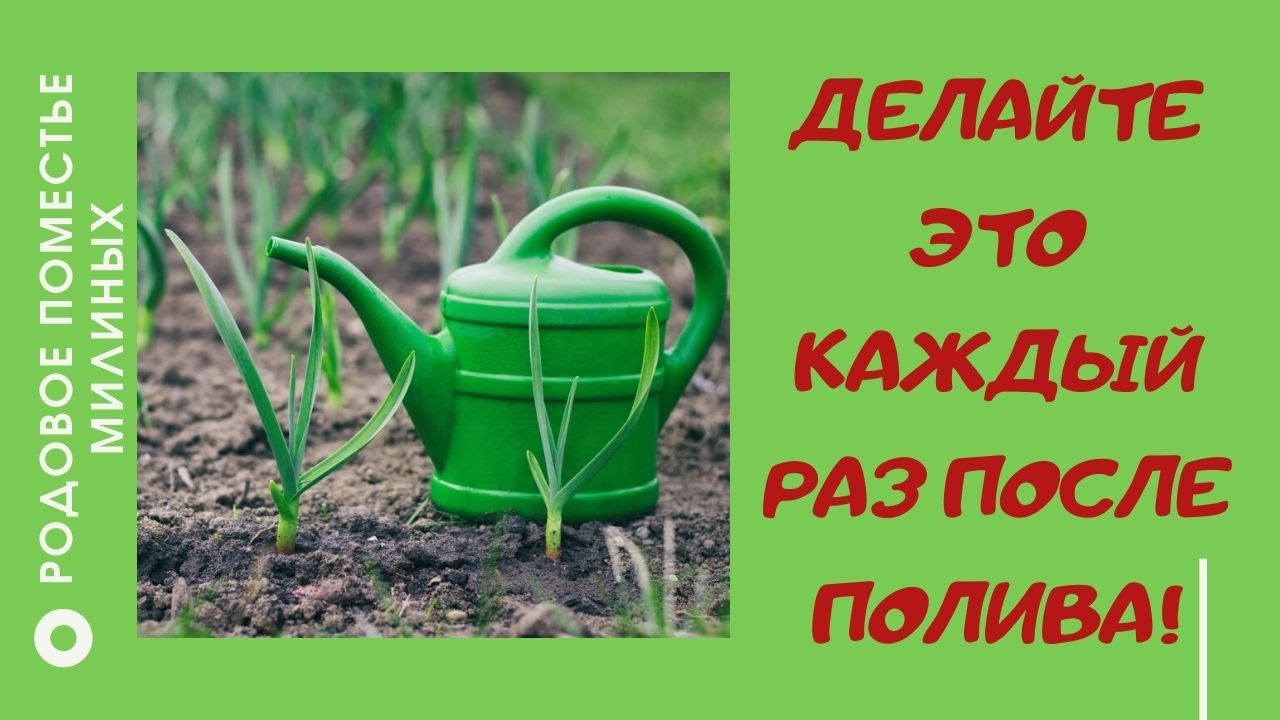 Обязательно делайте это после каждого полива.