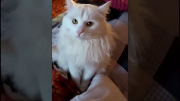 Кот ругается на хозяйку