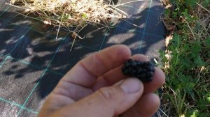 Дегустация Ежевики Натчес, Бжезина, Вилд, Небеса и другие !!!