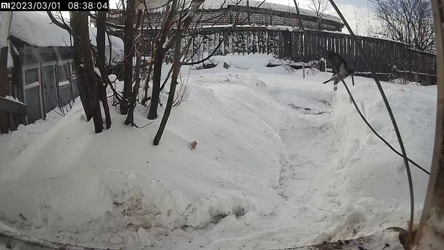 Ворона : Камеры не видно , можно кушать #Киров смотреть онлайн