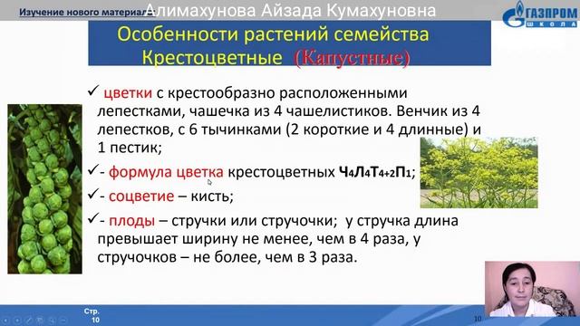 7 класс Биология (Семейство Крестоцветные и Пасленовые) смотреть онлайн