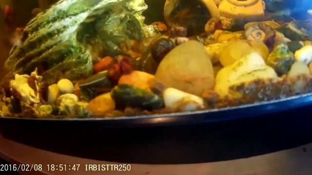 мраморные раки,джебо,гуппи,моллинезии смотреть онлайн