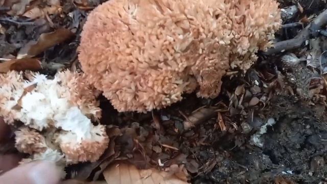 Ramaria botritis.Fungo commestibile. Μανιτάρι φαγώσιμο νόστιμο. 24 Αυγούστου 2022 смотреть онлайн