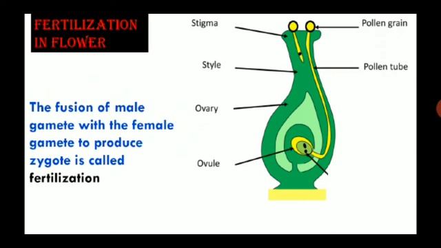 Class- VII Subject- Science Topic -Reproduction In Plants Part -II By- Nusrat Khan смотреть онлайн
